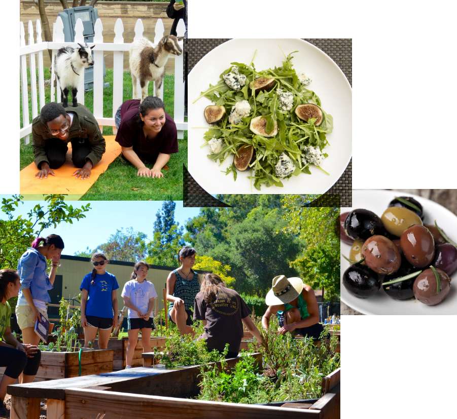 A collage of images: On site community gardens, students and goats, a fig, blue cheese and arugula salad, oil-cured olives